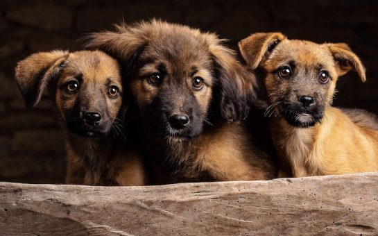 three brown fur puppies