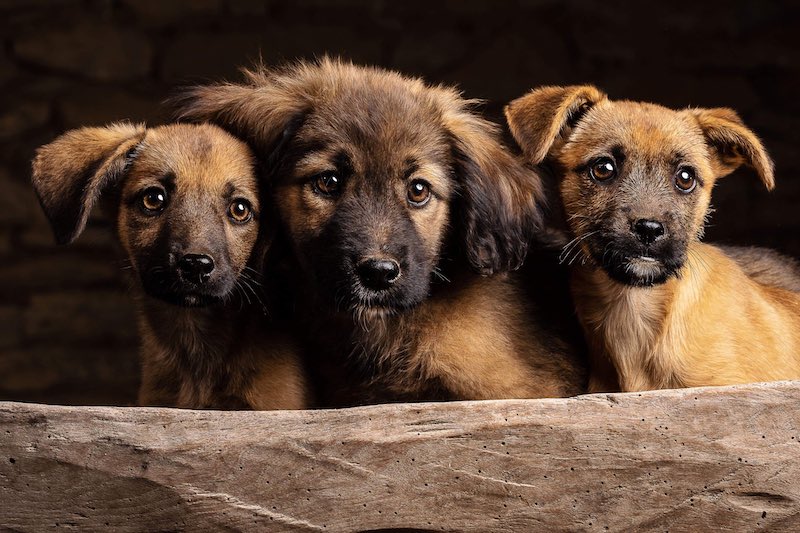 Eurotunnel rule changes worry rescue dog charities and adopters