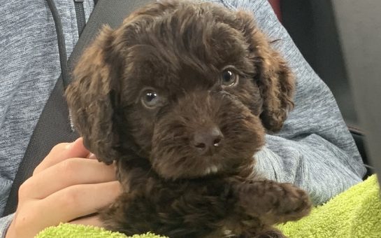 puppy bought from puppy farms