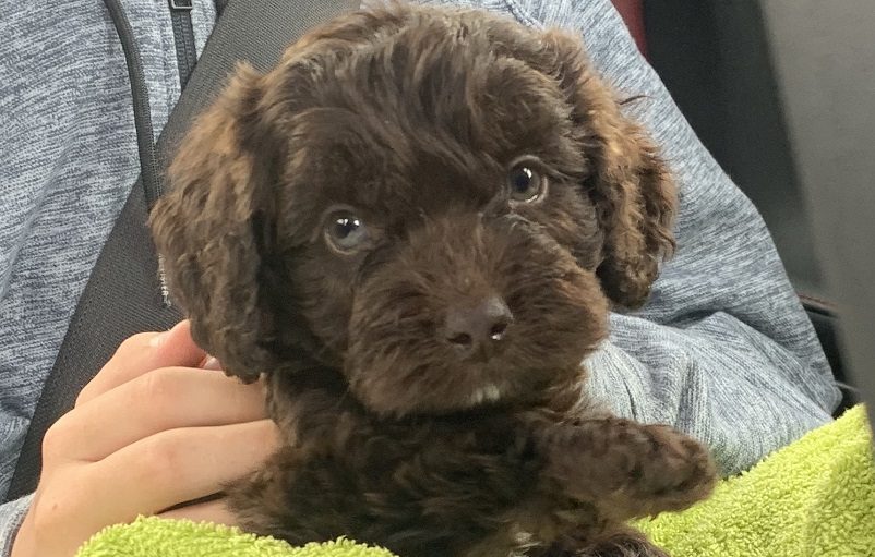 puppy bought from puppy farms