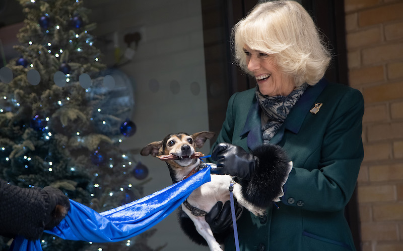 The Duchess of Cornwall holds Jack Russell Terrier pulling a rope with its teeth to unveil a plaque. Christmas tree in background.