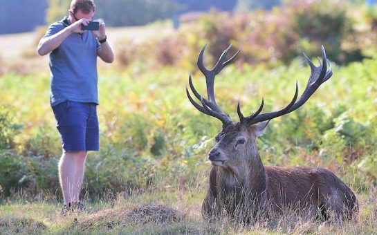 Deer safety Richmond Park