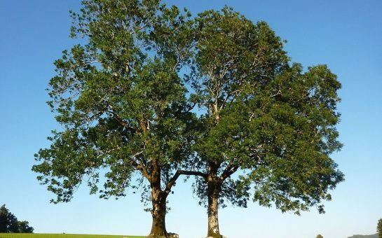 ash trees