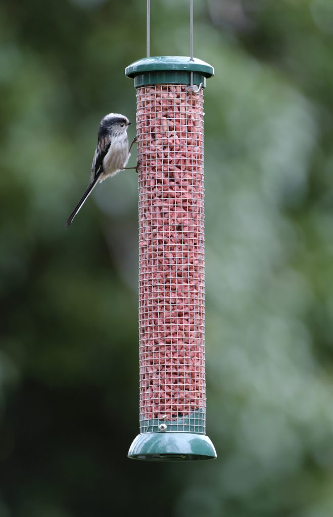 Long-tailed Tit at birdfeeder