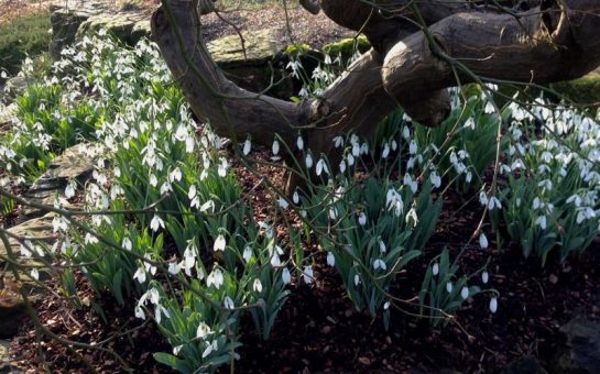 Snowdrops flowering in the Rock Garden in Kew Gardens