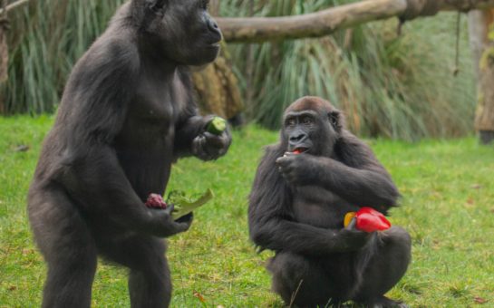 Gorillas tuck into veggie breakfast at ZSL London Zoo