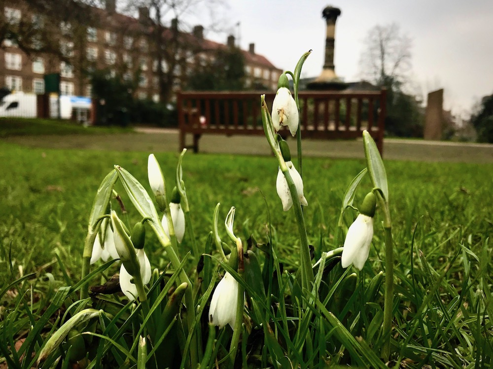 Snowdrops in Kennington Park 2021