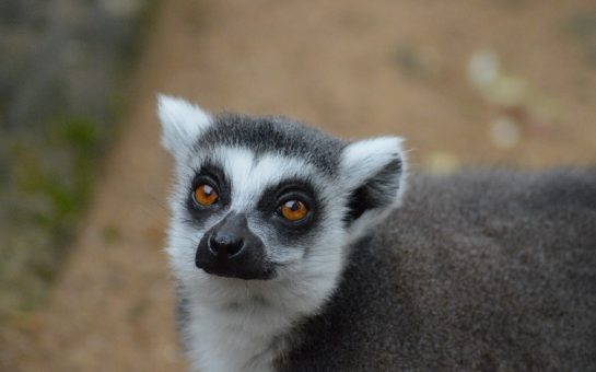A lemur at Battersea Park Children's Zoo