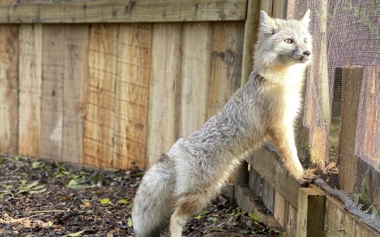 an animal at the ARC Centre in Croydon