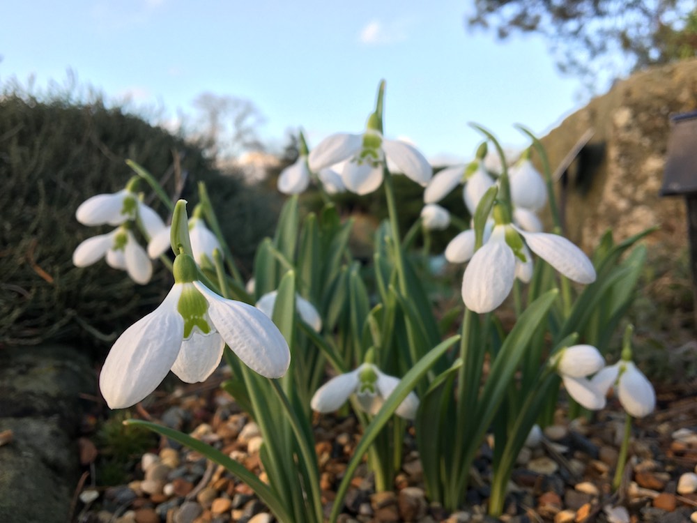 Snowdrops in at Royal Botanical Garden Kew Galanthus plicatus three ships