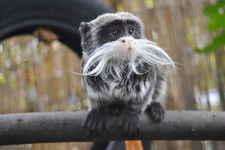 An animal at Battersea Park Children's Zoo.