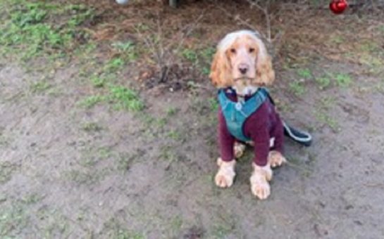 humphrey the dog out for a walk