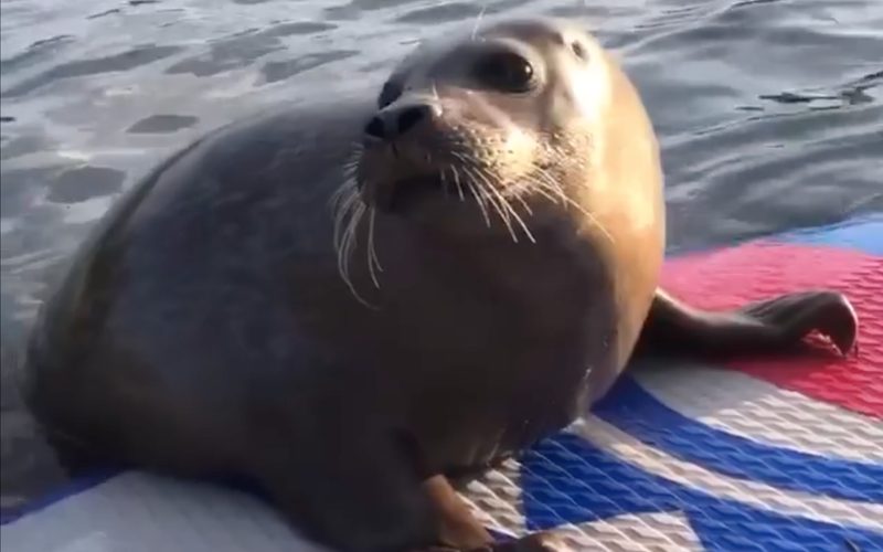 seal on paddle board