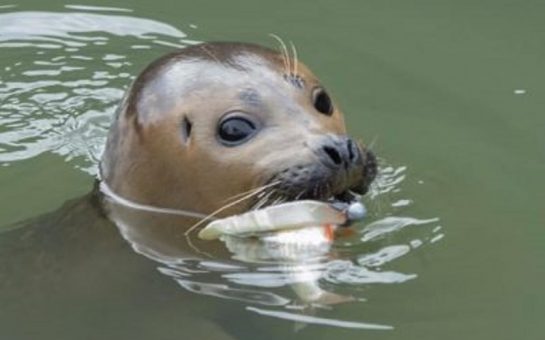 Seal in thames with fishing hook and fish in mouth