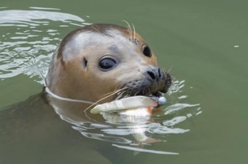 Seal in thames with fishing hook and fish in mouth