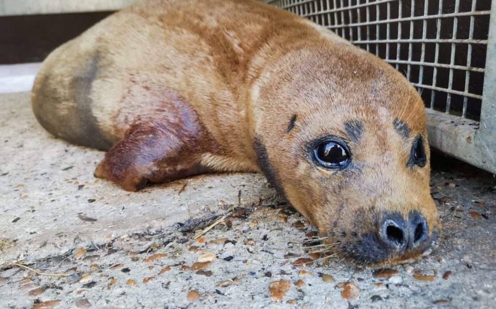 Freddie Mercury The South West London Seal Dies After Dog Attack