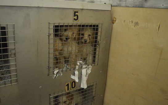 Puppies in cage