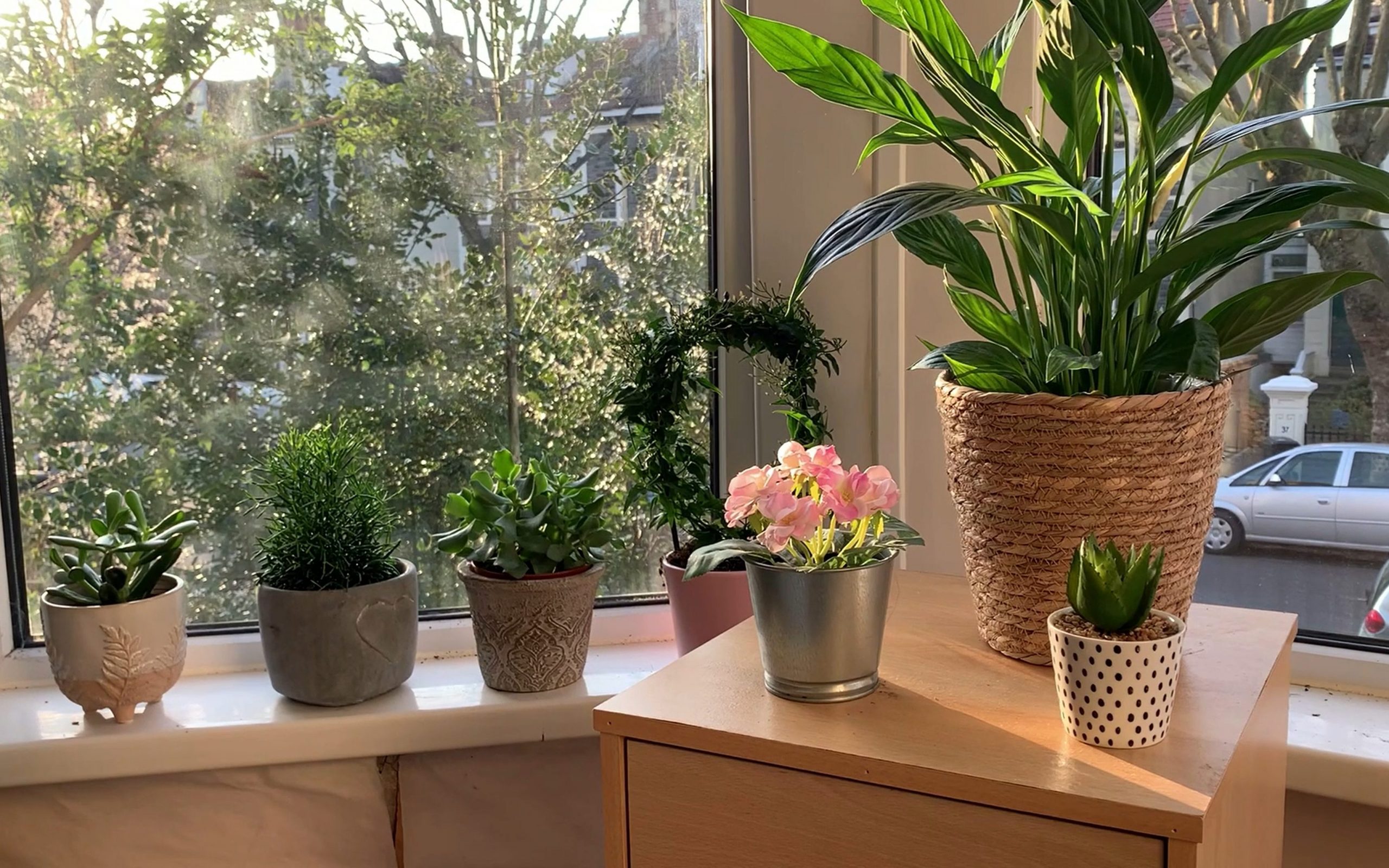 VIDEO Houseplant sales blossom over lockdown