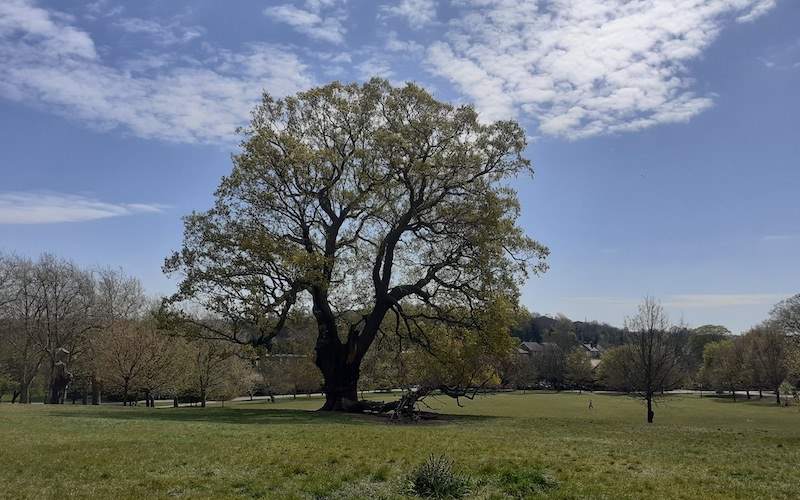 a photo of the oak tree in Brockwell Park. The 19m branch is lying on the ground next to it.