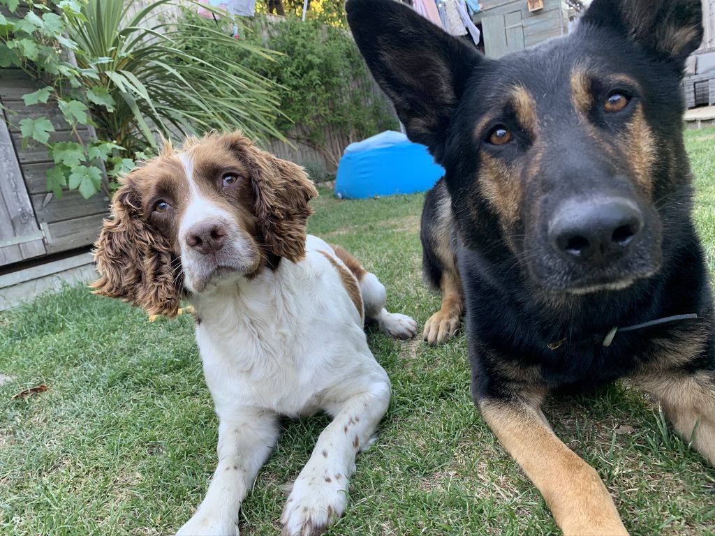 Phil's pawleagues: Working police dogs Parker and Quinn