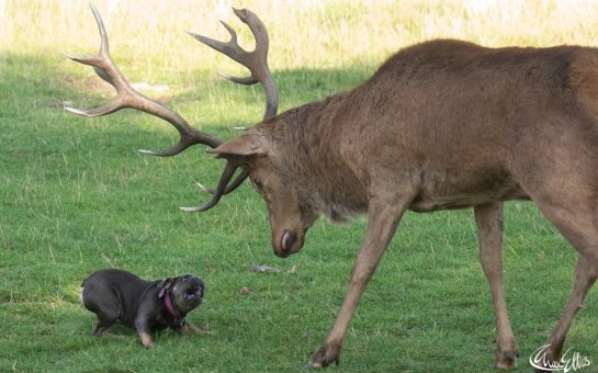 A French Bulldog faces down a deer