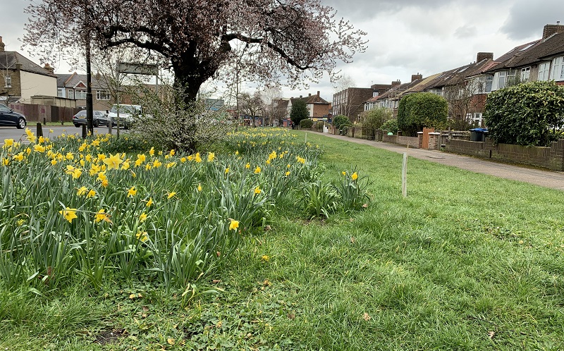 daffodils on bushey road