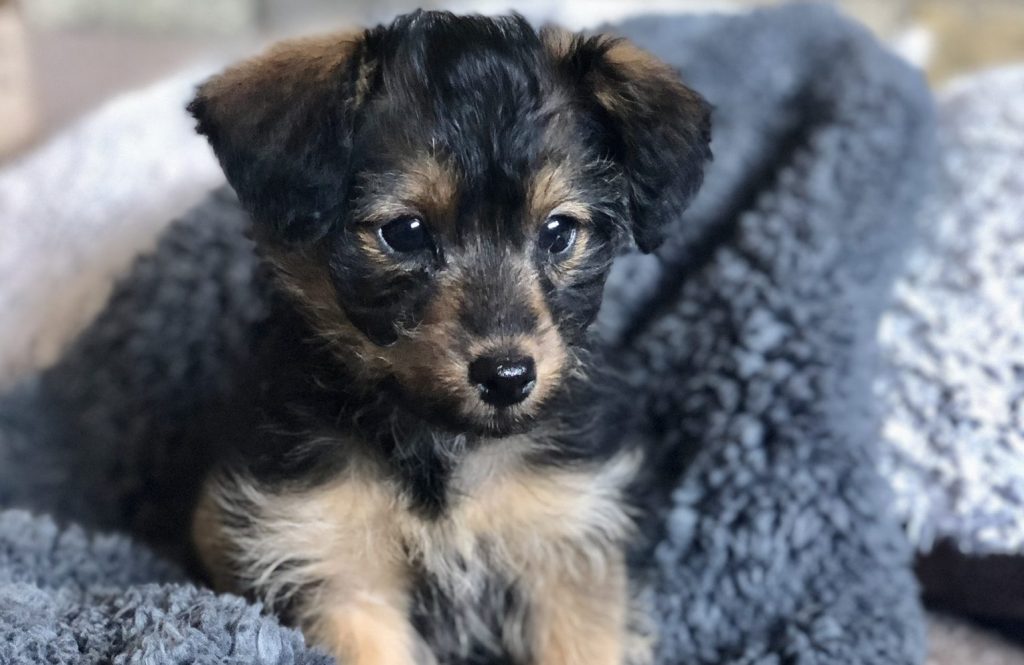 Tiny Ebony lying on a towel before as a puppy