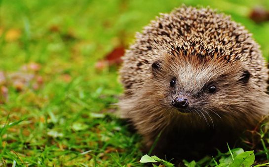 Hedgehog Highway Garden London Hedgehogs