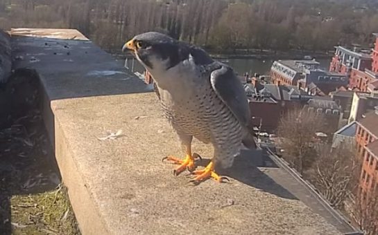 Peregrine falcon basking in sunshine on roof of Kingston College.