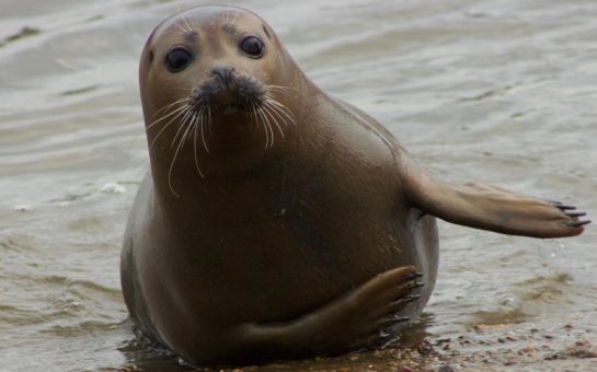 Freddie the seal