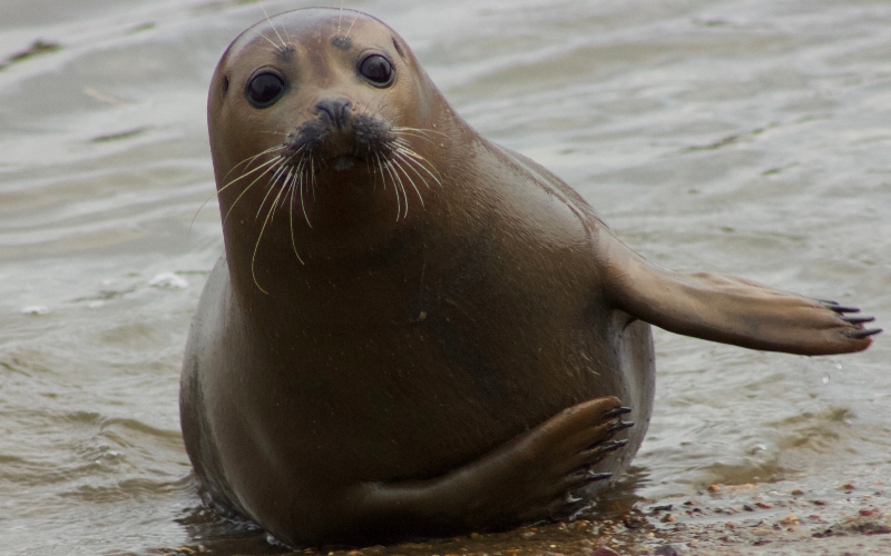 Freddie The Seal Medic Set To Launch Campaign To Protect Thames Wildlife Following Dog Attack