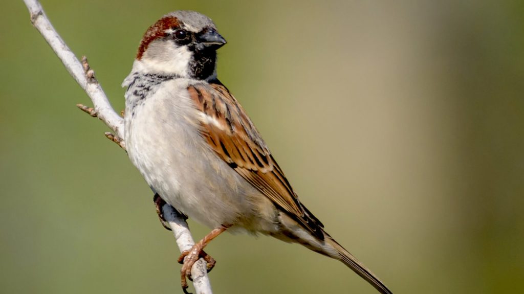 London's most seen bird, the house sparrow perched on a branch.