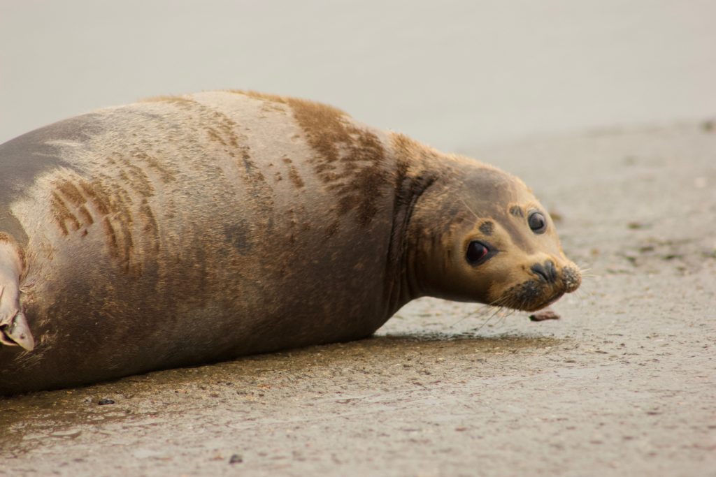 Freddie the seal