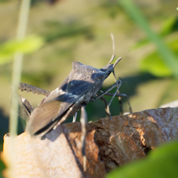 One might even go so far as to call them "computer bugs".