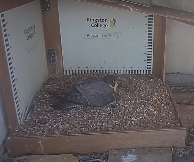 Peregrine falcon incubating her eggs on the pea shingle nest on top of Kingston College roof. 