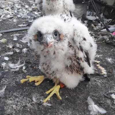 A fluffy Kingston College falcon chick from 2016. Credit Paul Davis. 