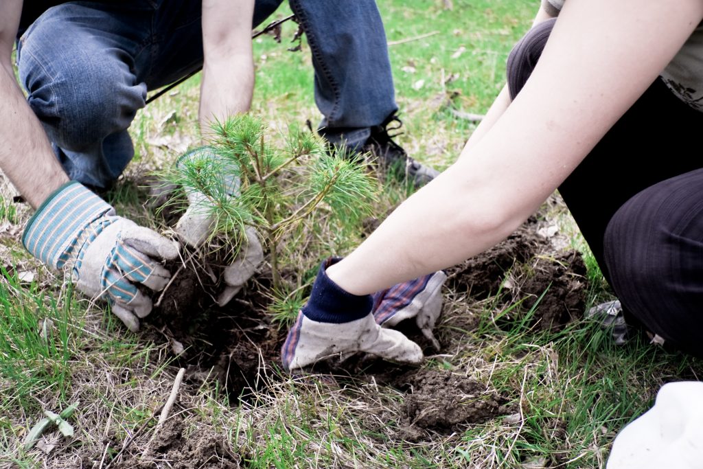 Pollutant_sapping_trees