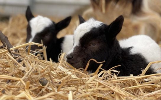 Goat kids