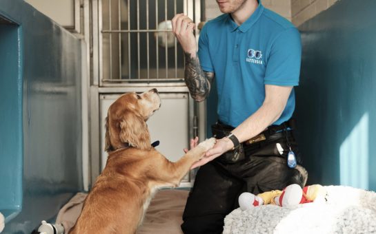 A male Battersea trainer wearing a blue top with Battersea's logo on teaches a puppy to shake hands. They are inside, and a fluffy puppy bed with a toy on it is in front of the man. Blankets and toys are strewn on the floor, and it looks like a happy environment.