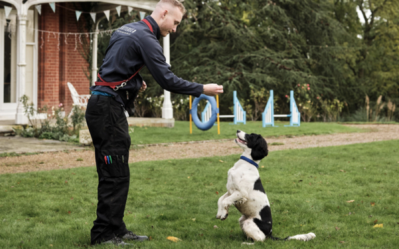 A young, male Battersea trainer with short, blonde hair teaches a black and white spaniel to beg. The dog is on his hind legs, looking up at the treat in the trainer's outstretched hand. He has red lead tied around his waist, a navy jacket, and has lots of different coloured pens in his black trouser pocket. They are in a garden, on green grass with a path behind them which winds into trees. There is also a red brick house with a white porch and bunting, in the background to the left. On the right, there is two blue dog jumps and a blue ring as well as trees in the background. 