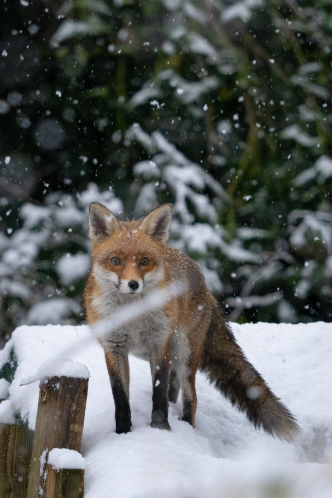 FOX IN THE SNOW: fox stands in garden as snow falls. Picture credits: Linda Clews