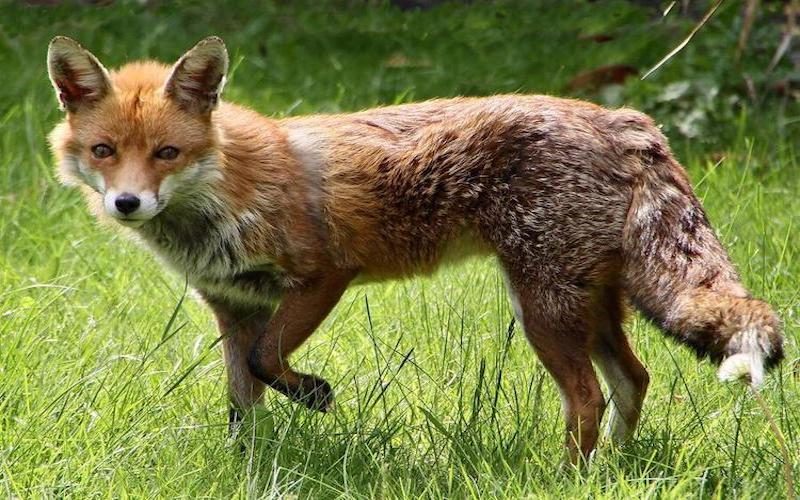 fox walking on grass