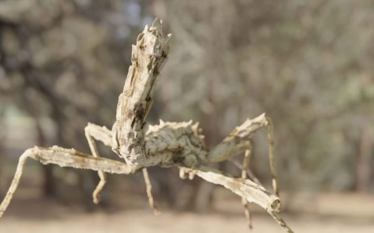 Photorealistic insects can be used to rig animations in games and movies.