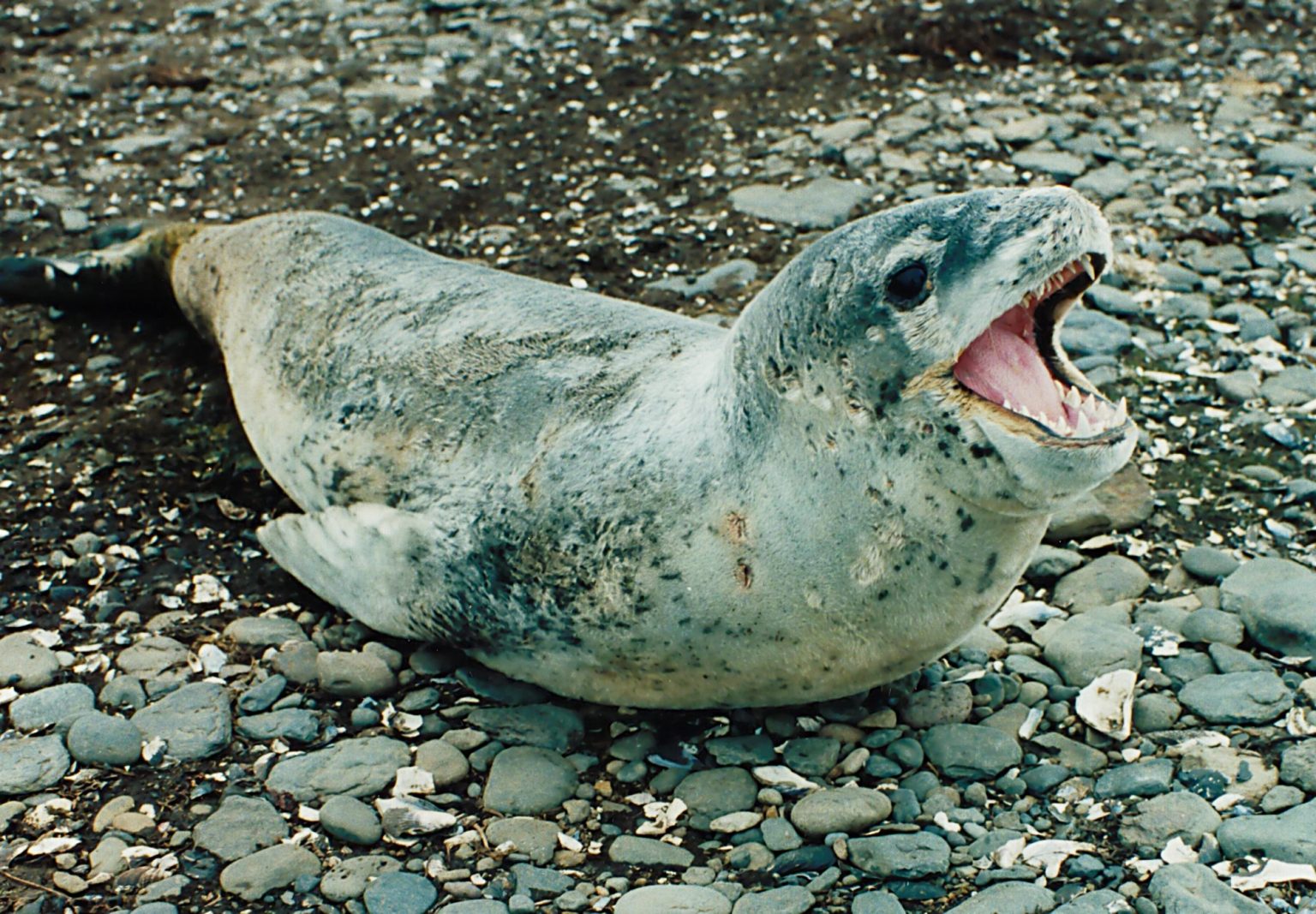 Seals evolved their swimming style in multiple ways, says expert