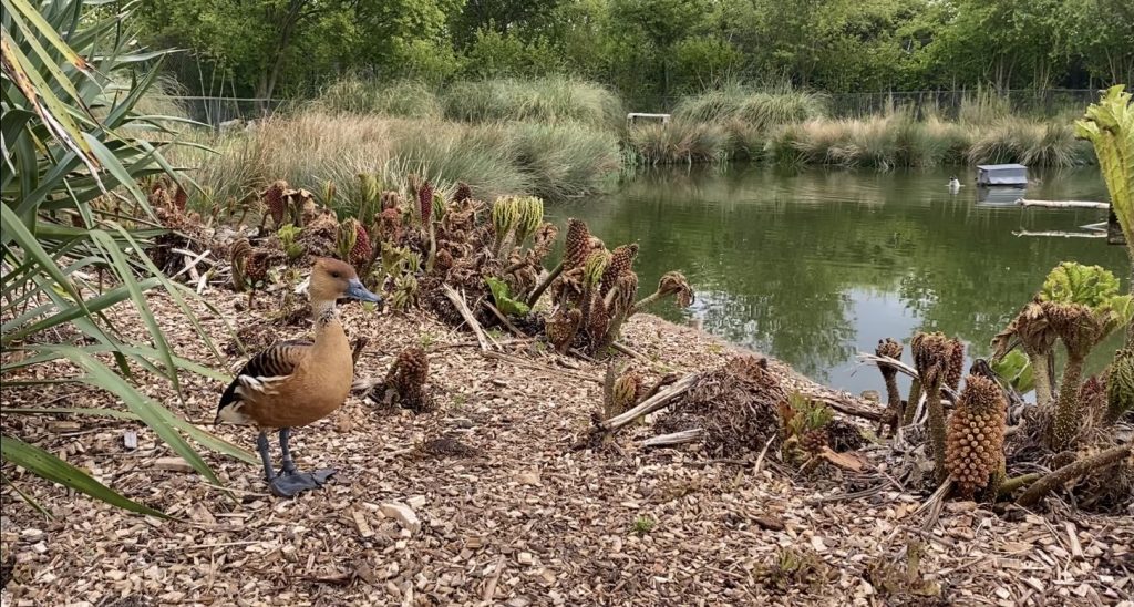 Ducks sit by a pond in the centre of the London Wetland Centre

