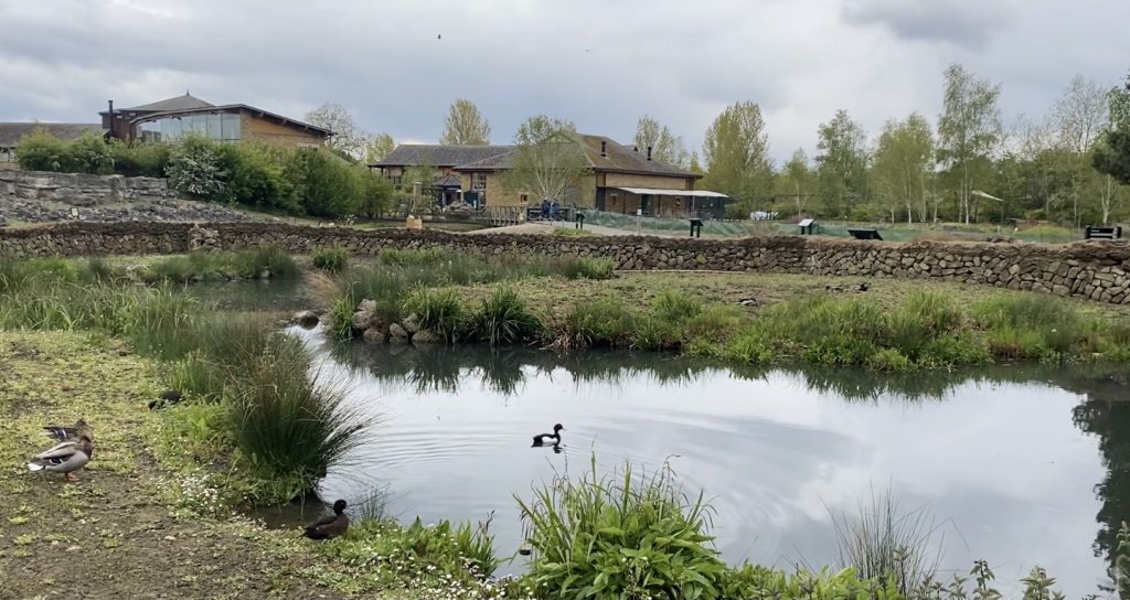 A pond surrounded by greenery and inhabited by several species of bird at London Wetland Centre 