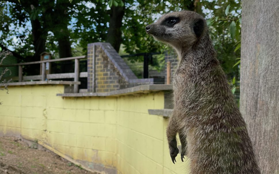 meerkat