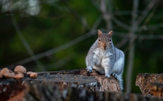 A grey squirrel perched on a log, staring at the camera. One of the species seen during Living with Mammals.