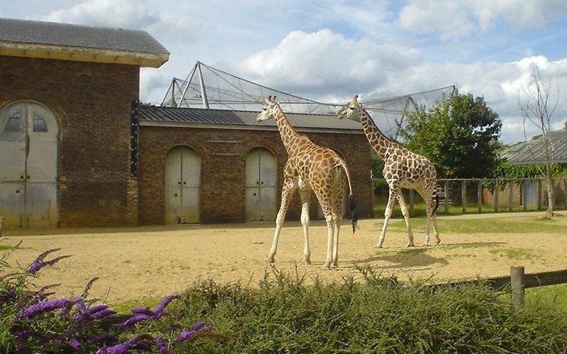 London Zoo's NHS sign to be displayed at Museum of London