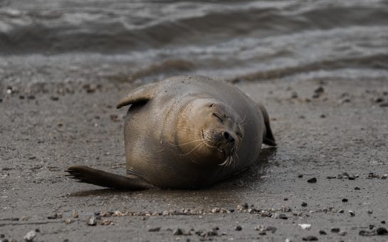 Freddie the seal smiling in London